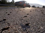 Жабы на дороге