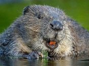 Як "пєтушки" врятували українських бобрів від знищення