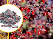 Ілюстративне фото