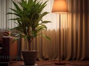 Существует около 100 видов драцены, отличающихся формой, размером и цветом листьев