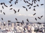 Мошки – неприятная проблема в летнее время