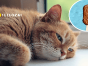 Колаж "Телеграфу"