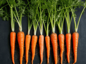 Морква потребує правильного догляду  (зображення створено за допомогою ШІ)