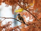 Осень уже на пороге: чего ждать от погоды в Украине 10 октября