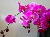 Комнатные растения, цветущие зимой