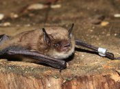 на снимке Рыжая вечерница