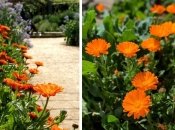 Цю квітку дуже корисно садити на городі серед інших культур