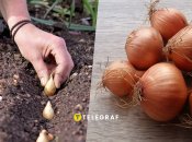 Коли садити цибулю