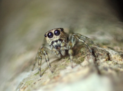 Павуки бувають різні