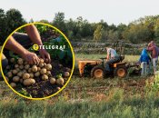 Кінець літа - початок осені - час коли українці копають картоплю