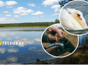 Лебедю прострелили очі