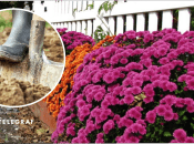 Як підкопувати квіти