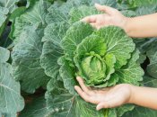 Капуста виросте великою та смачною