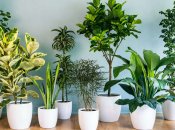 Комментарии комнатные растение – хороший натуральный спосов изменить уровенные хорошими