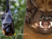 Кажани можуть і вкусити, якщо відчують небезпеку