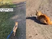 Военный показал, как животные живут теперь