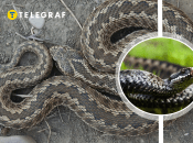 Степова гадюка раніше була поширена в Україні