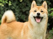 Шиба-ину известны уже более 1000 лет, но официально порода получила признание и классификацию в 20 в