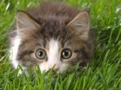 На Україну вже ось-ось чекає тепло до +24°C: де і коли чекати таких температур