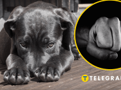 В Киеве хозяин жестоко избил собаку