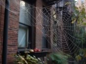 Есть простые способы бороться с пауками в доме