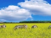 Сьогодення легендарного заповідника: що роблять туристи в "Асканії-Новій", хто годує тварин та де подівся науковий архів