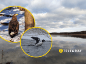 Рідкісні птахи в Україні