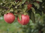 Крім псування плодів, плодожерка шкодить і самій яблуні