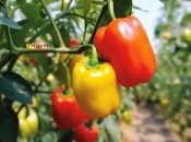 Важно не навредить растению