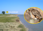 Редкая сова в "Тузловских лиманах"