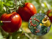 Томати треба підгодовувати грамотно