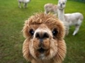 Зоопарки Киева и области: куда отправиться с детьми на выходные