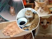 Дізнайтеся, як коти сигналізують, що страждають від нудьги