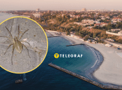 Ще один павук наполохав одеситів: чи дійсно він отруйний, фото