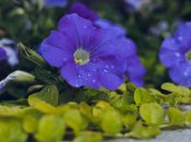 Петуния - настоящее украшение дома или сада