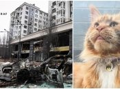 Мэйн-кун Макс за свою кошачью жизнь увидел больше, чем некоторые люди