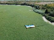 Каховське водосховище скоро стане лісом