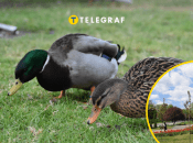 Коллаж "Телеграфа"