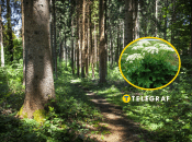 Борщівник Сосновського