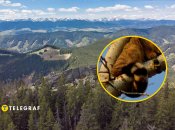 Звіра побачили в горах