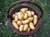 Ціни на картоплю в Україні ймовірно падатимуть