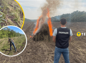 Поліцейські спалили сотні кущів конопель