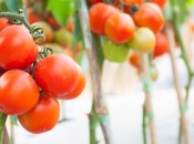 Чим полити томати в липні