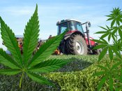 Промышленная конопля — не каннабис, а нужная экономике сельскохозяйственная культура