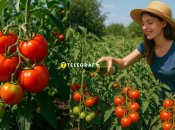 Навіщо поливати томати пивом