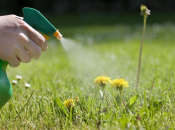 Избавиться от сорняков помогут подручные средства