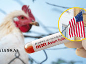 Птичий грипп H5N1