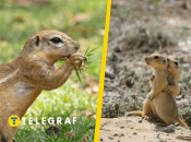 Ховрах європейський