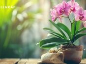 Благодаря правильному уходу и подкормке ваша орхидея может дарить вам свою красоту в течение многих лет (фото создано с помощью ИИ).