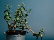 Крассула прикрасить будь-який будинок